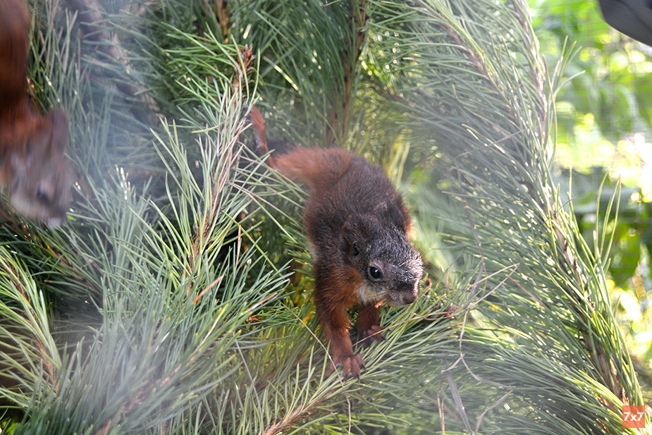По словам Любы, специалисты минлесхоза  кормили зверьков разведенным козьим молоком и «захлебнули». Бельчата вдохнули жидкость, из-за этого у них развилась пневмония. Фото «7х7»