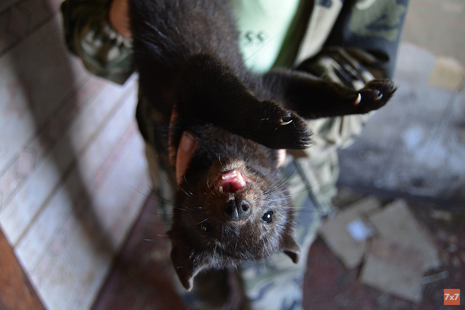 У Фурии зубы «елочкой» — где-то они толще, где-то тоньше. Восстановить их нельзя. Это последствия неправильного питания