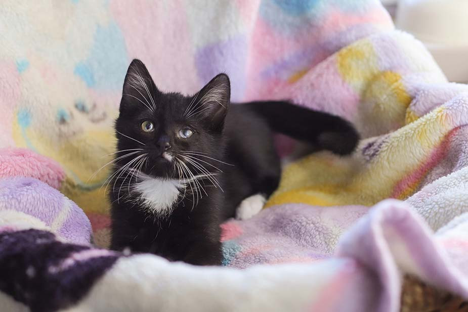 Фока, спасенный с территории аэропорта. Фото предоставлено героиней материала