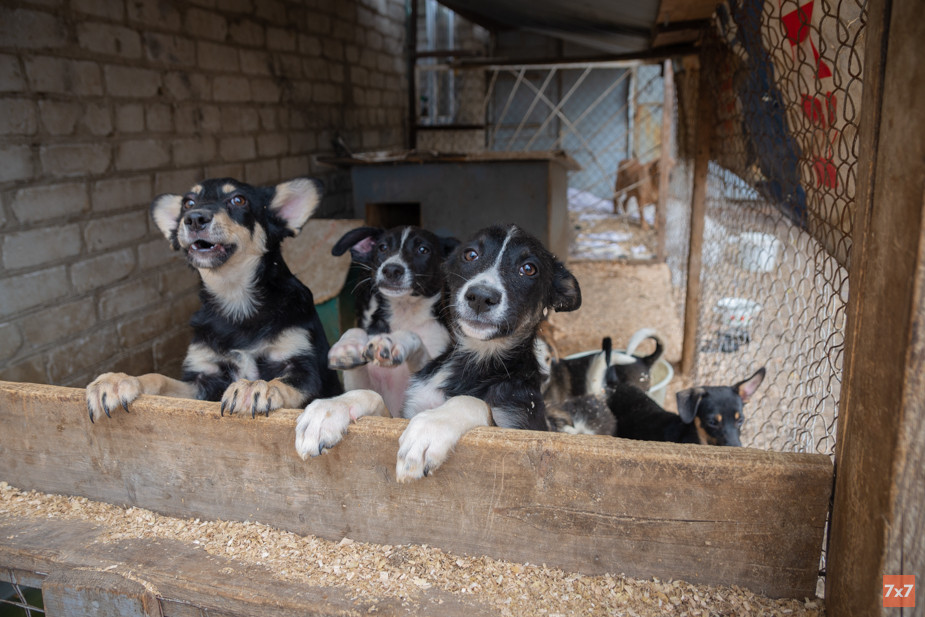 Собаки на площадке «Городской службы по контролю за безнадзорными животными» в Рязани