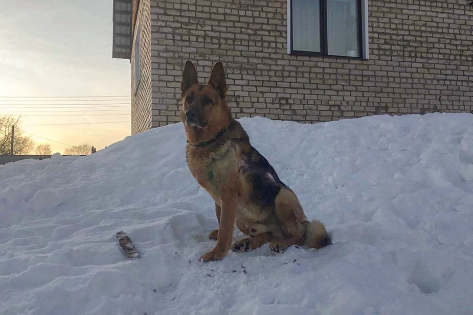 Собака, которую вылечила команда Андрея Вострякова