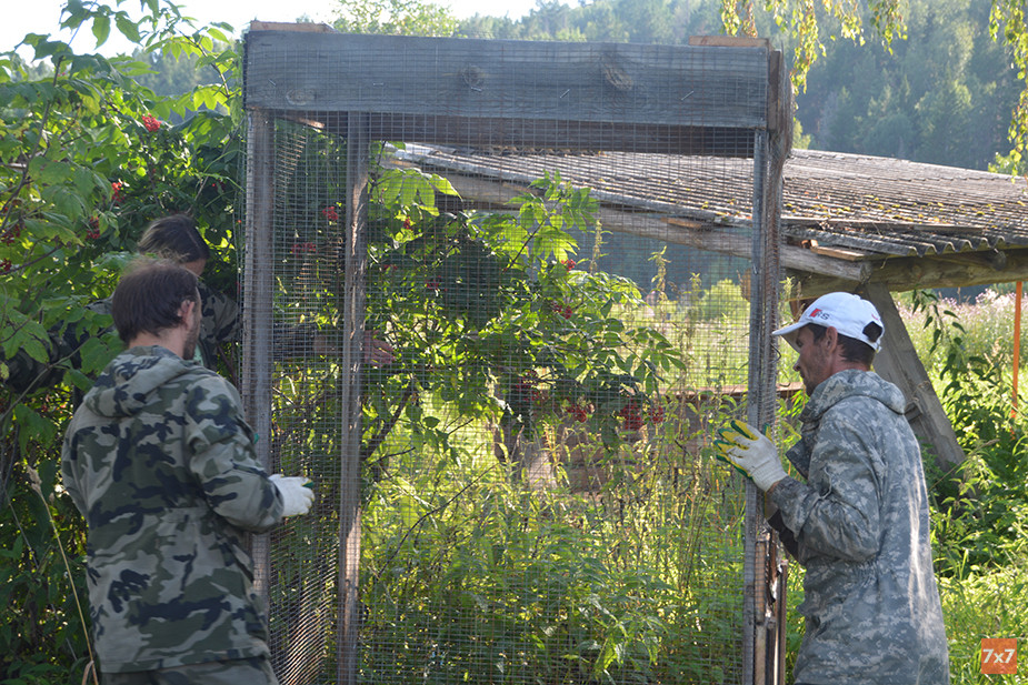 Игорь, Люба и Сергей достраивают вольер для белок. Бельчат передало им министерство лесного хозяйства. Их нашли сотрудники возле входа в региональное ведомство. Фото «7х7»