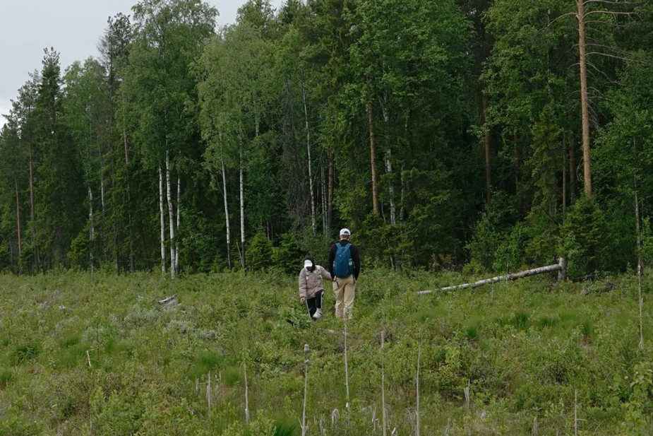 Собирательная прогулка по лесу