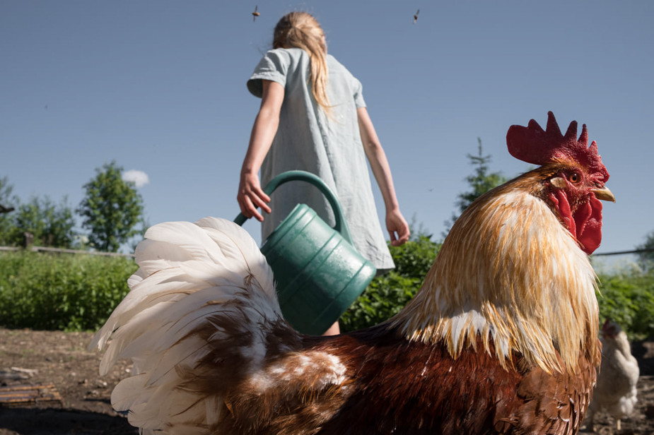 Уход за курятником — обязанность Аси