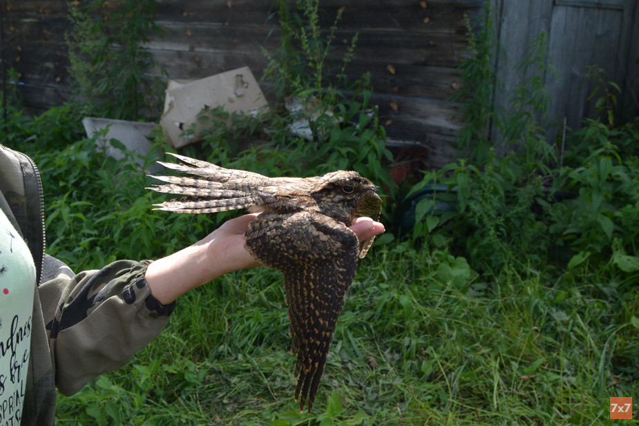 Люба выпускает козодоя