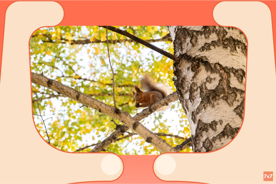 В окрестностях Академгородка встречаются бурундуки, сурки, зайцы и белки. Фото Никиты Дюганова