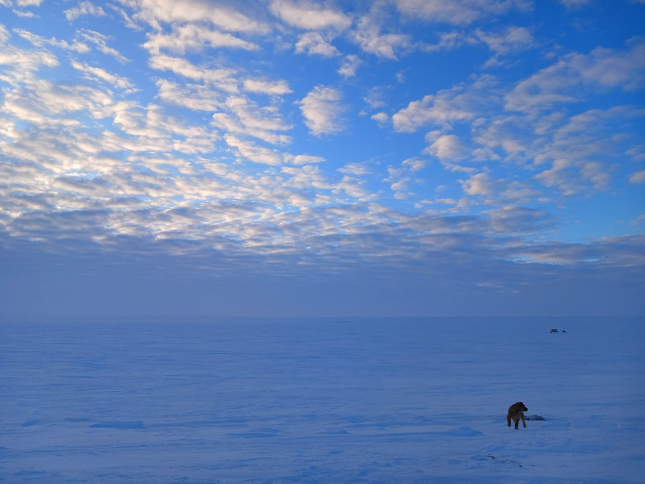Зимой тундра похожа на снежную пустыню. Фото из архива Ксении Большаковой