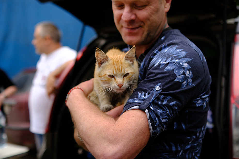 Кот, привезенный в Иваново