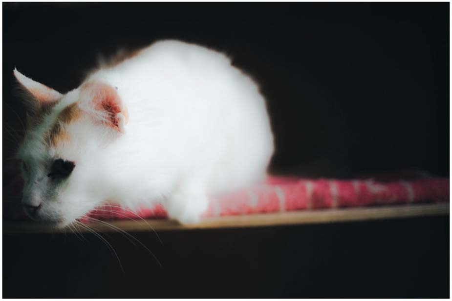 Фото Владимира Аверина для «Новой вкладки»