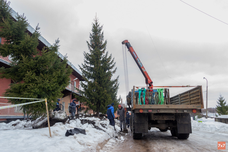 Спасение взрослых елей от вырубки в феврале 2022 года. Фото Алексея Сабельского