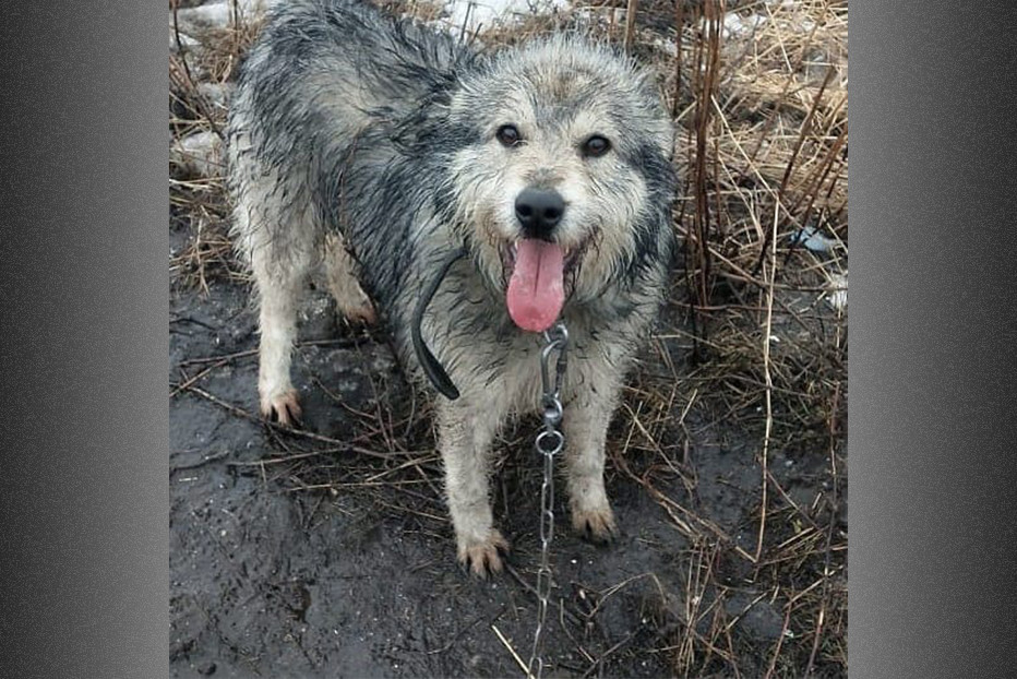 Животные, которых  волонтеры забрали из приюта. Фото предоставлено рязанскими зоозащитниками