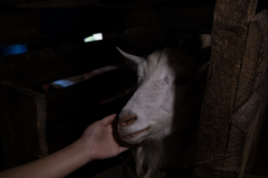Козы находятся в хлеву в основном вечером и ночью, днем они пасутся