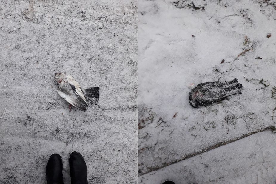 Мертвые голуби на улицах Сегежи