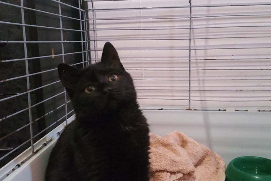 Кошка из аэропорта, у которой пока нет имени. Фото предоставлено героиней материала