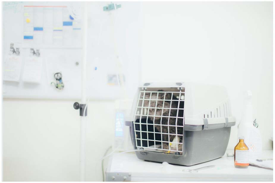 Фото Владимира Аверина для «Новой вкладки»