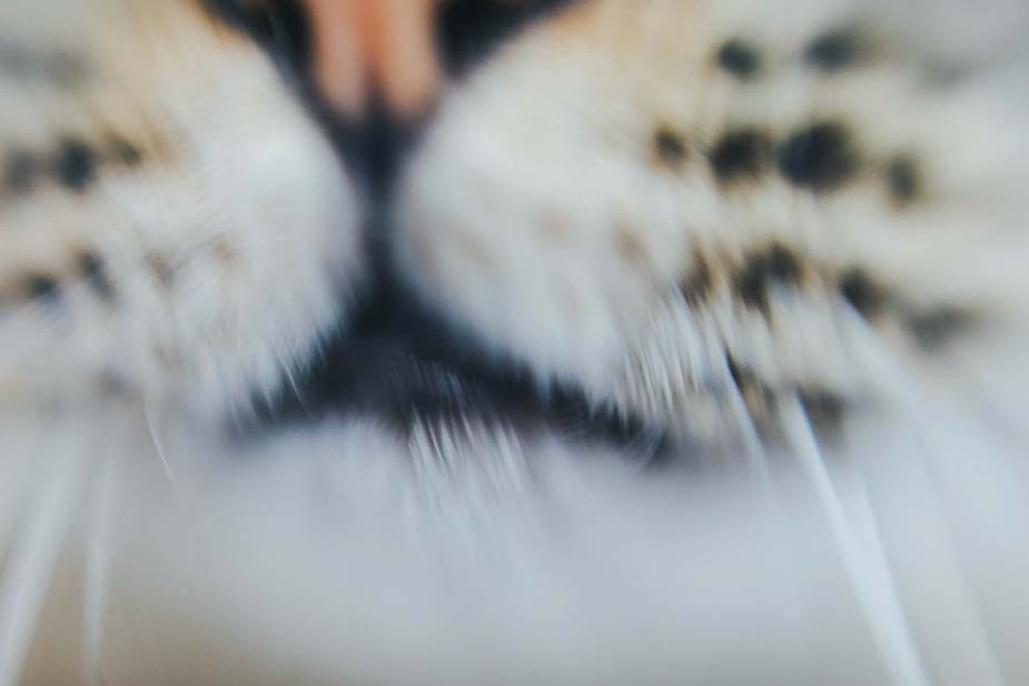 Фото Владимира Аверина для «Новой вкладки»