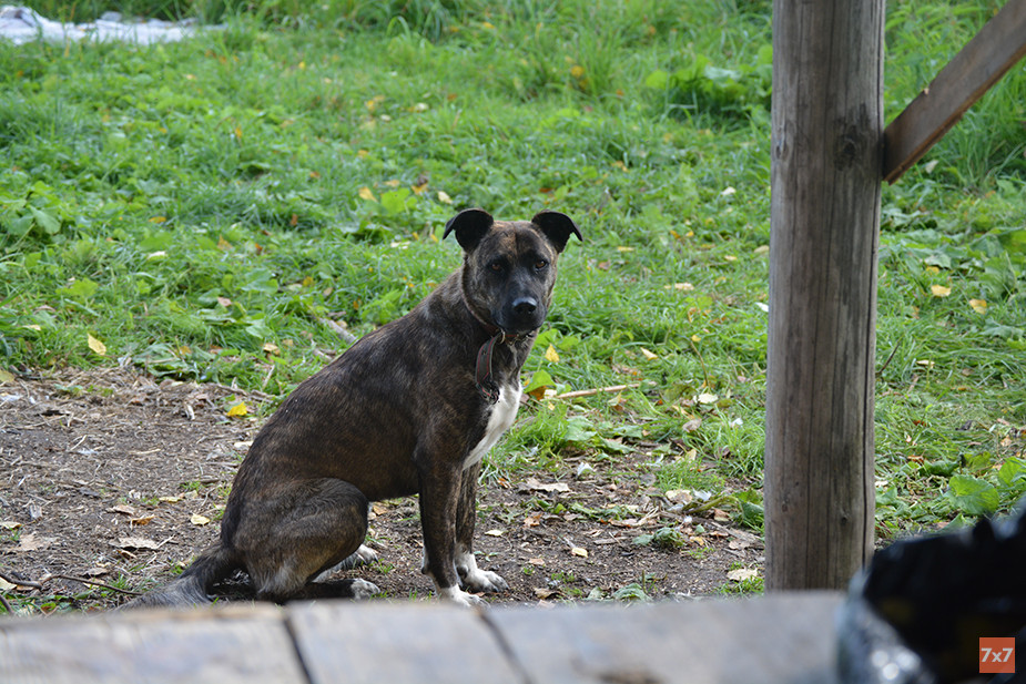 Луна — собака для реабилитации. Она не умеет кусаться и лаять