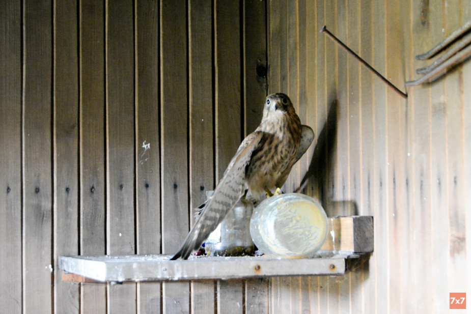 Пустельга жила в бане. К моменту публикации текста волонтеры выпустили ее на волю