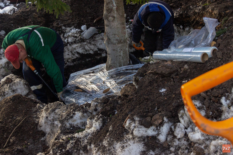 Спасение взрослых елей от вырубки в феврале 2022 года. Фото Алексея Сабельского