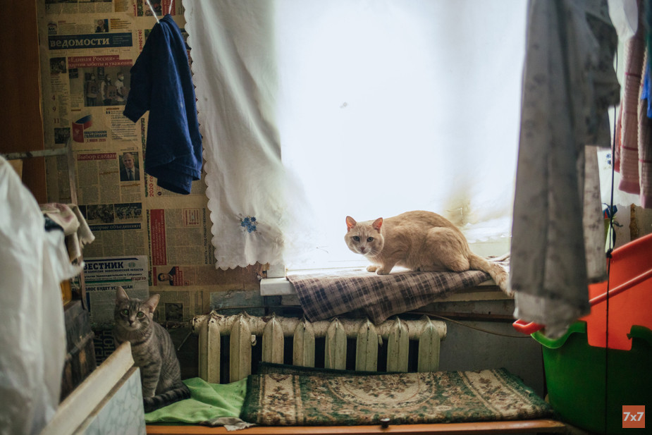 В общежитии завели несколько кошек, чтобы те ловили мышей. Фото «7х7»
