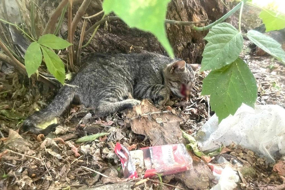 Животные, которых фонд брал на попечение. Скриншот из паблика фонда