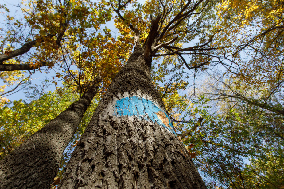 Дубы, помеченные лесничими