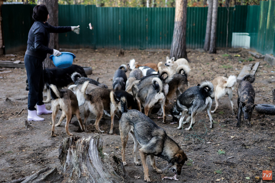 Варвара кормит взрослых собак в прогулочнике