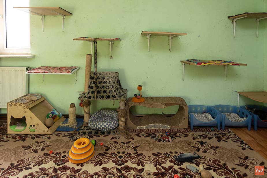 Комната в приюте, где кошки из «Храброво» смогут играть после карантина