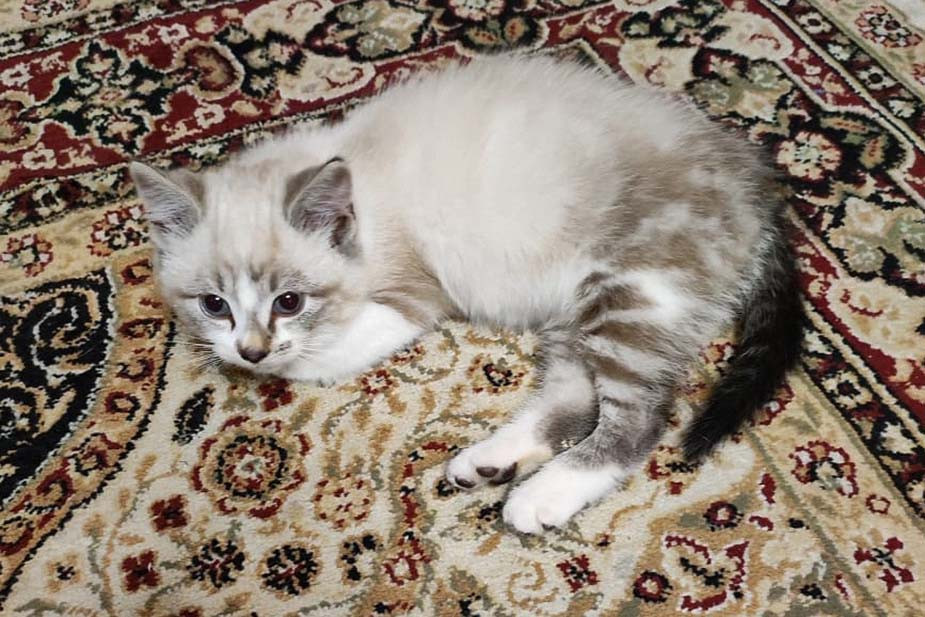 Кузя, котенок окраса «Невская маскарадная». Фото предоставлено героиней материала