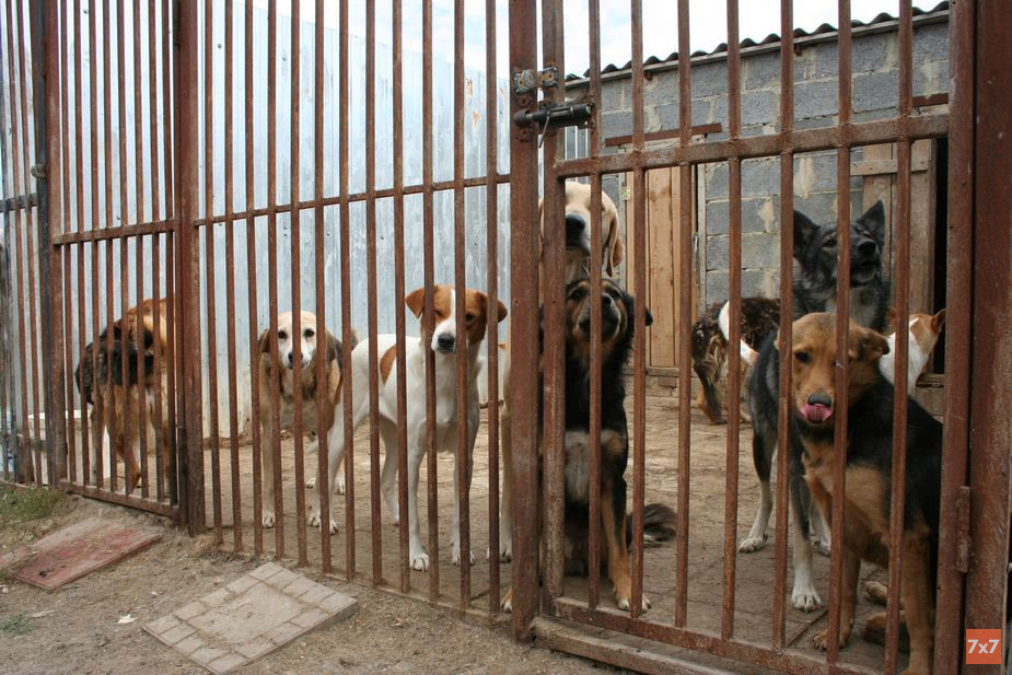 Собаки Натальи