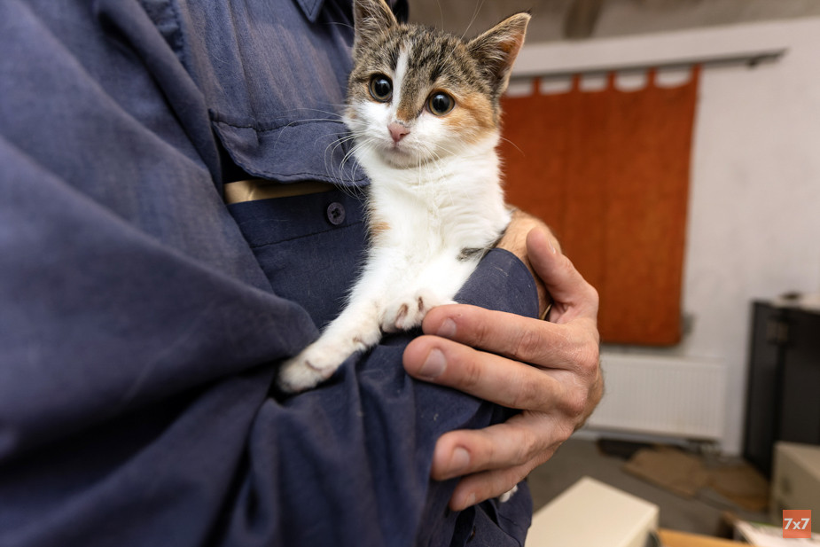 Котенок, спасенный Виктором