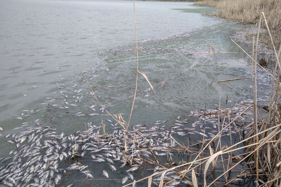 Гибель рыбы в пруду возле городской больницы № 6