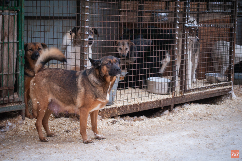 Собаки на площадке «Городской службы по контролю за безнадзорными животными» в Рязани