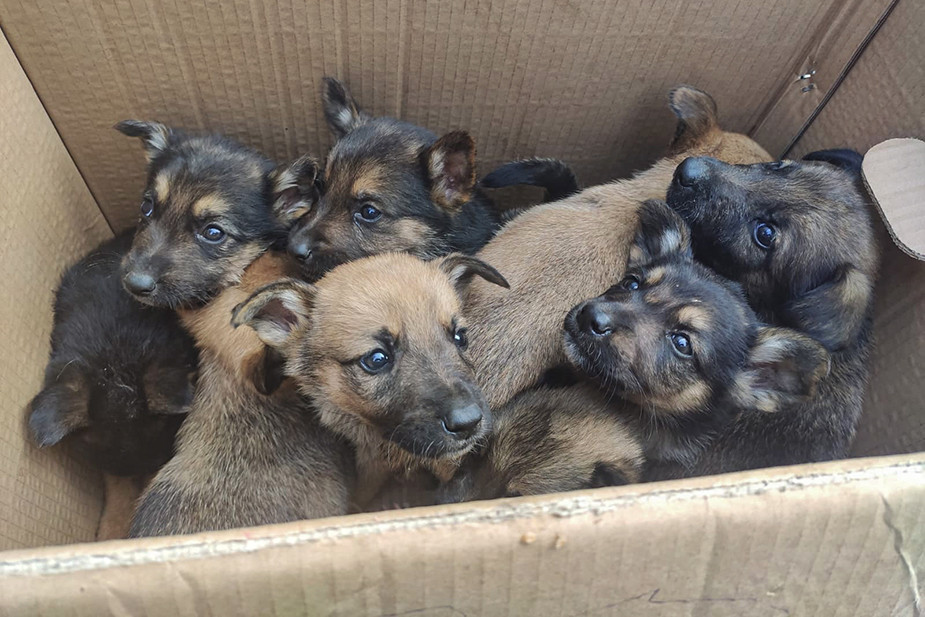 Ульяновский приют 'Лапа помощи'. Фото: vk.com/lapa_pomoshi