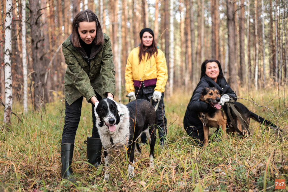 Волонтеры гуляют с Бусей и Уралом