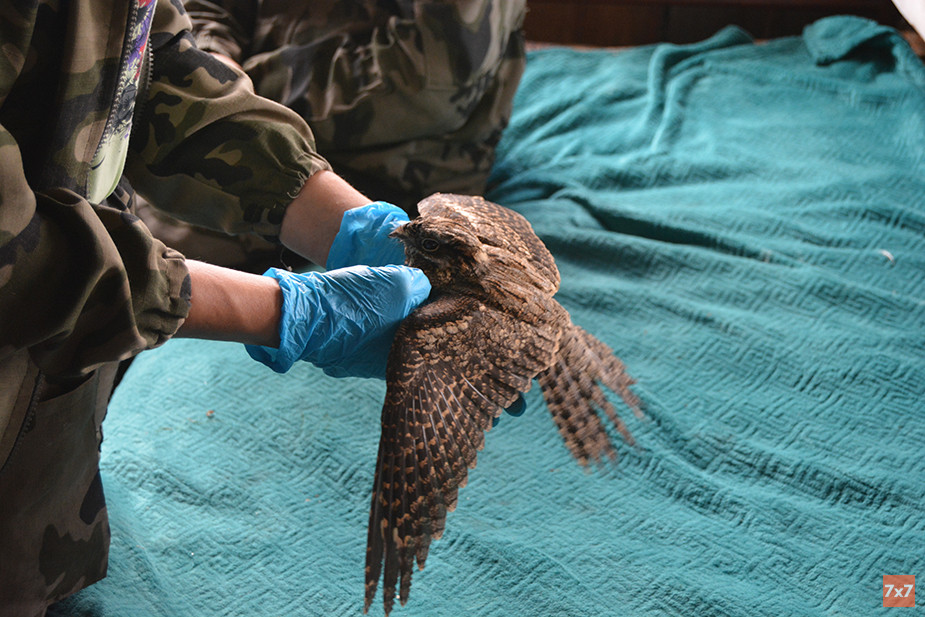 Козодой. Фото «7х7»