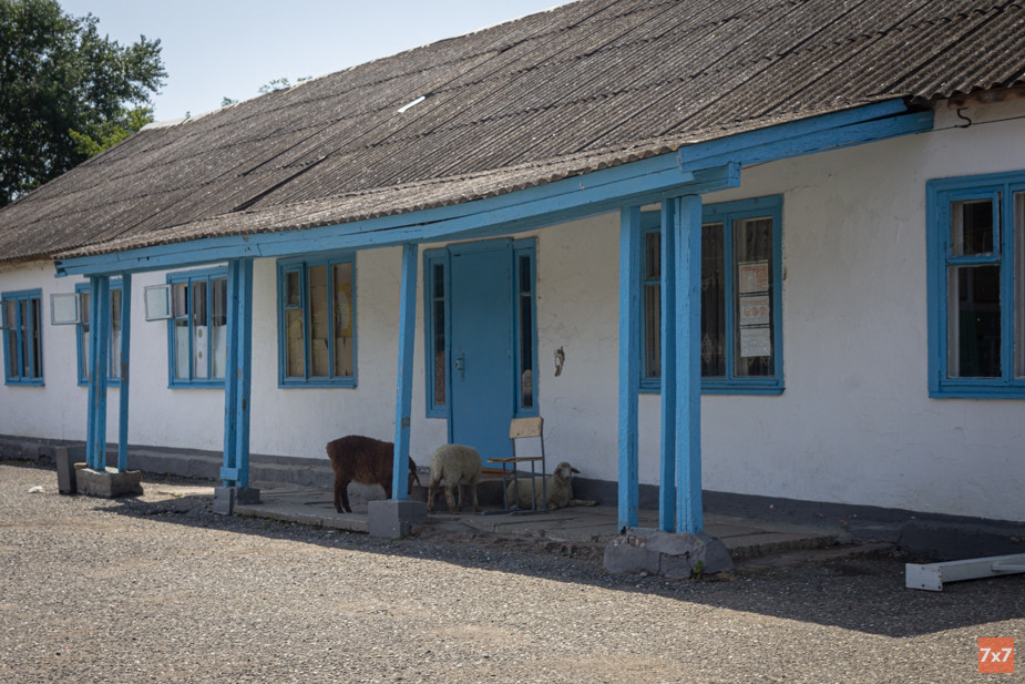 Овцы заходят на территорию школы с земли сторожа