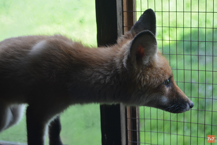 Лиса Бирюса. Фото «7х7»