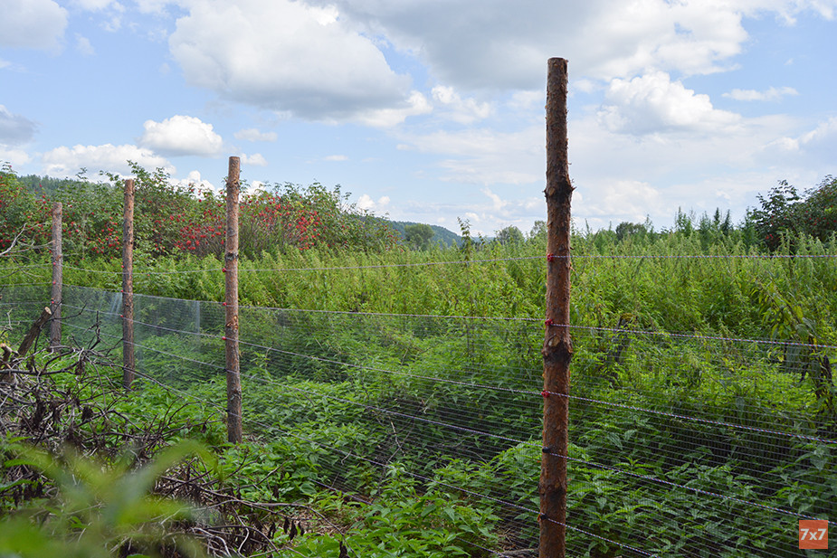 Электропастух. Фото «7х7»