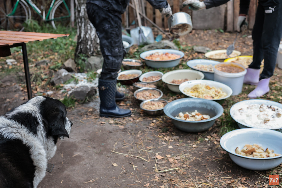 Волонтеры накладывают еду собакам