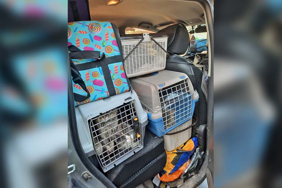 Багаж машины Барзасековых, доверху забитый переносками с котами