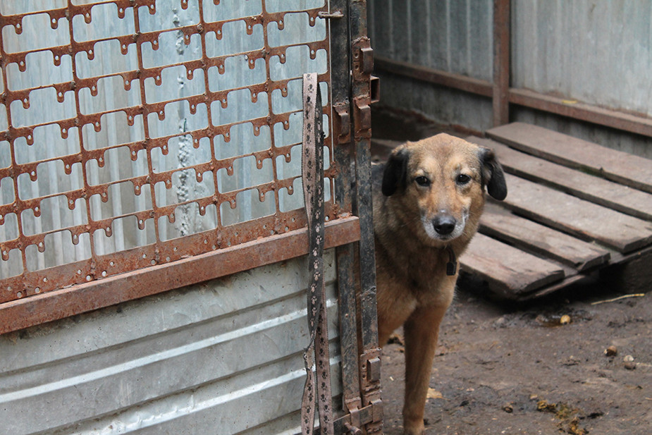Ульяновский приют "Лапа помощи"