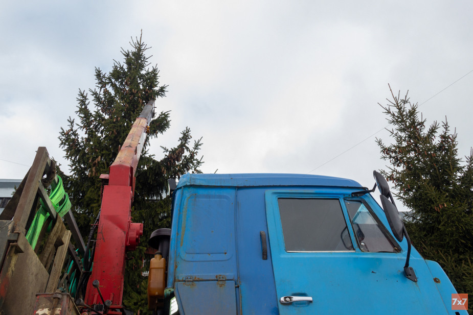 Спасение взрослых елей от вырубки в феврале 2022 года. Фото Алексея Сабельского