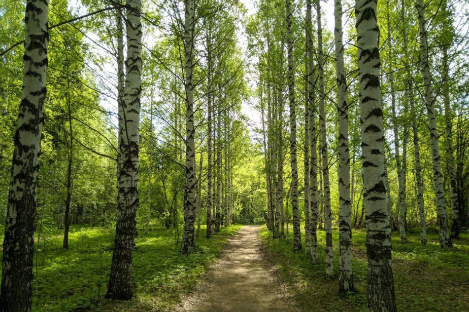 Тимирязевский лес в Ижевске