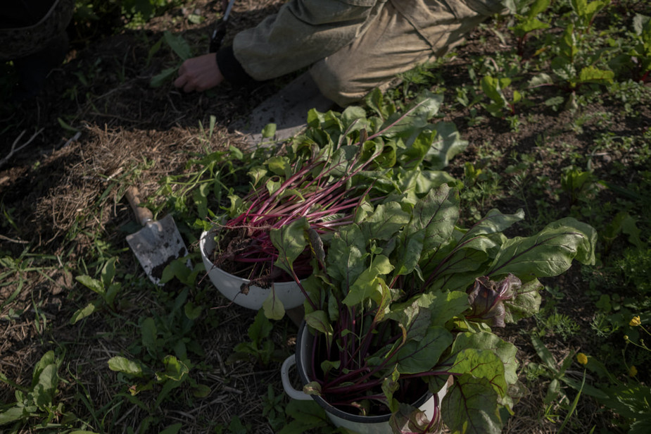 Как и другие жители Тарасовской, участники «Живой деревне» едят овощи со своего огорода