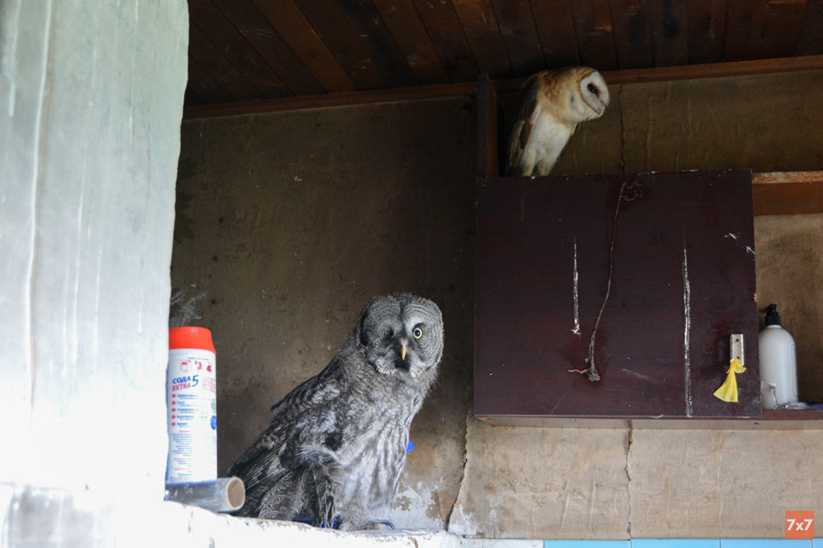 Одноглазая неясыть Пират и сипуха все делают вместе. Фото «7х7»