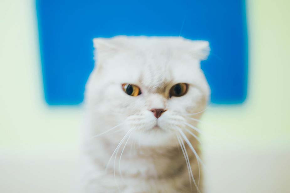 Фото Владимира Аверина для «Новой вкладки»