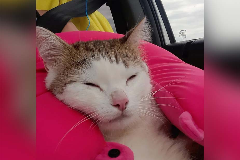 Ангус спит в машине по дороге из Крыма в Рязань. Фото предоставлено LOFTКОТ