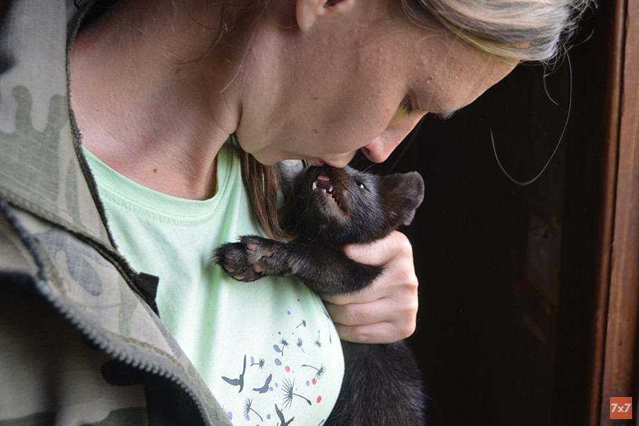 Люба и соболь Фурия. От нее отказались три хозяина из-за пищевой агрессии. Из-за неправильного содержания она отгрызла себе половину хвоста