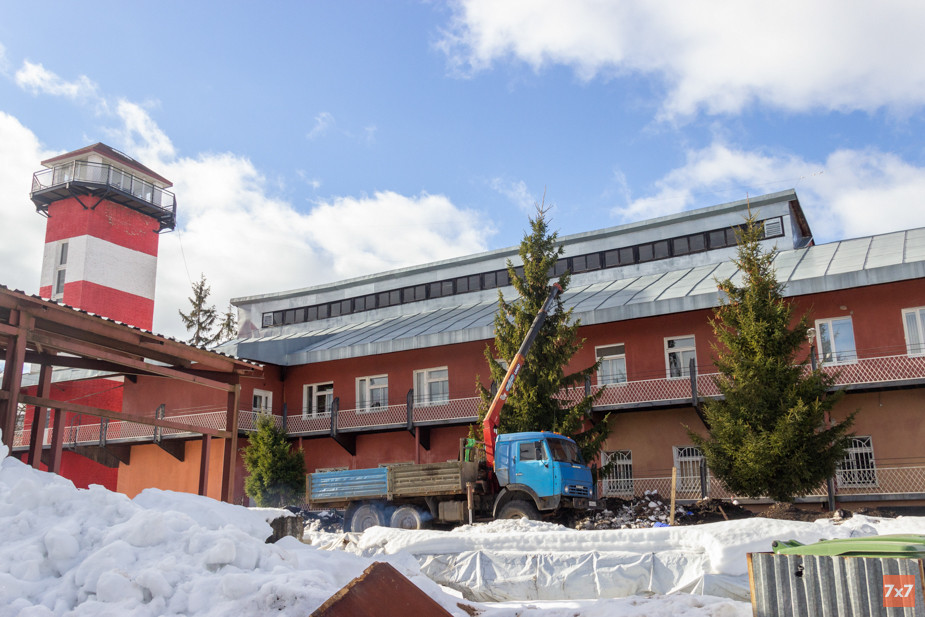 Спасение взрослых елей от вырубки в феврале 2022 года. Фото Алексея Сабельского